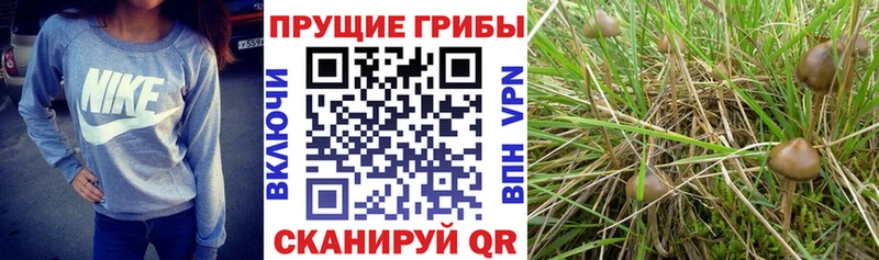 Купить Ветлуга Псилоцибиновые грибы мицелий